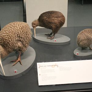 Kiwi size comparisons