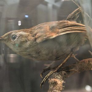 Bush Wren (Xenicus longipes)