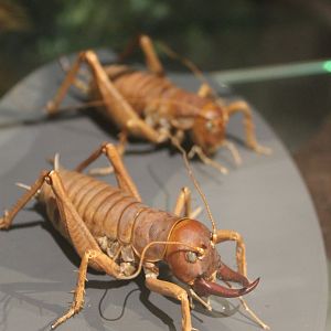 Mercury Islands Tusked Weta (Motuweta isolata)