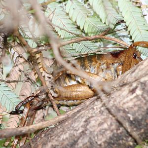 Giant Weta (Deinacrida heteracantha)