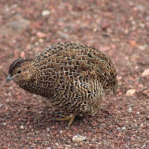 Brown Quail (Synoicus ypsilophorus)
