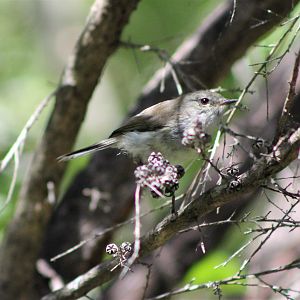 Grey Warbler (Gerygone igata)