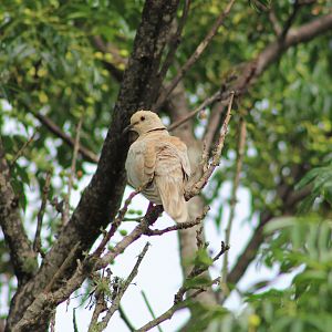 Barbary Dove (Streptopelia roseogrisea)