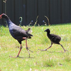 Pukeko and chick (Porphyrio melanotus)