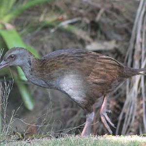 North Island Weka (Gallirallus australis greyi)