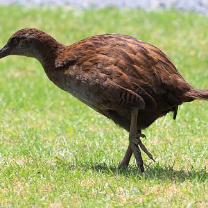 North Island Weka (Gallirallus australis greyi)