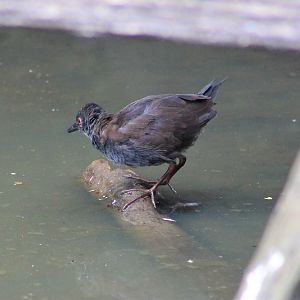 Spotless Crake (Zapornia tabuensis)