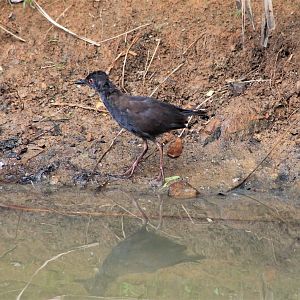 Spotless Crake (Zapornia tabuensis)