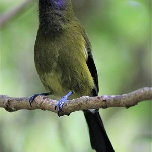 NZ Bellbird (Anthornis melanura), singing