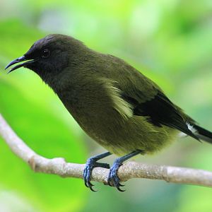 NZ Bellbird (Anthornis melanura)