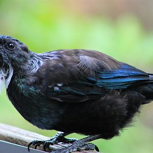 Tui (Prosthemadera novaeseelandiae)