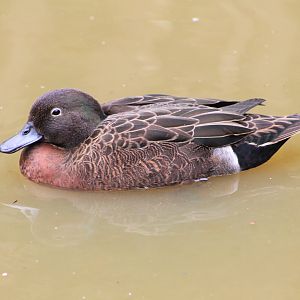 Brown Teal (Anas chlorotis), male