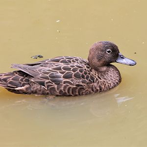 Brown Teal (Anas chlorotis), female