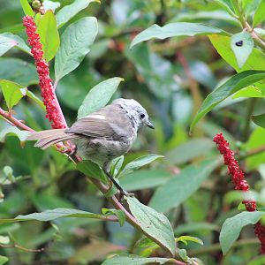 Whitehead (Mohoua albicilla)