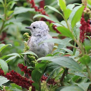 Whitehead (Mohoua albicilla)