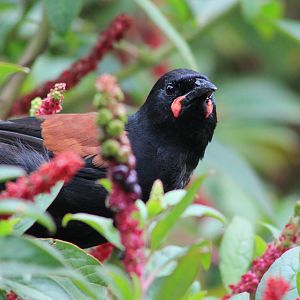 adult North Island Saddleback (Philesturnus carunculatus rufusater)