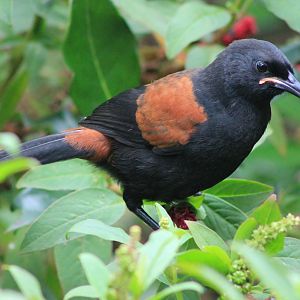 juvenile North Island Saddleback (Philesturnus carunculatus rufusater)