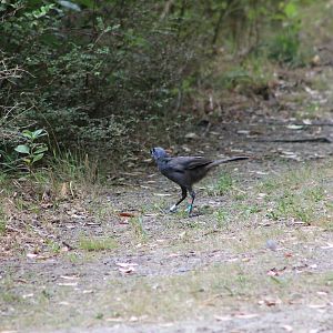 North Island Kokako (Callaeas cinerea wilsoni)