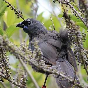 North Island Kokako (Callaeas cinerea wilsoni)