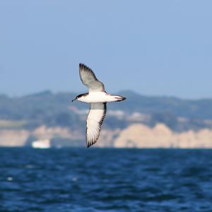 Buller's Shearwater (Puffinus bulleri)