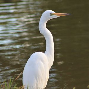 White Heron (Egretta alba modesta)