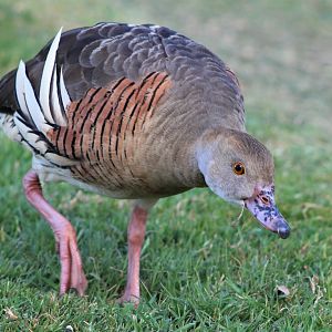 Plumed Whistling Duck (Dendrocygna eytoni)
