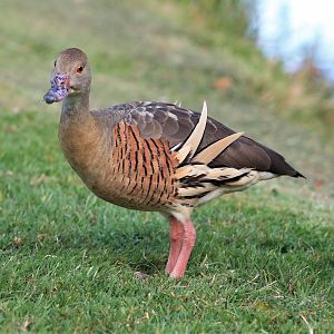Plumed Whistling Duck (Dendrocygna eytoni)