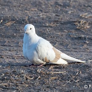 leucistic mourning dove