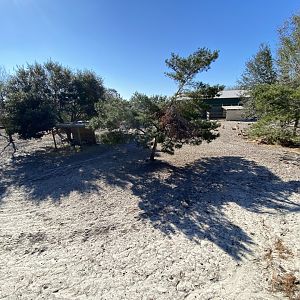 Thomson’s gazelle exhibit