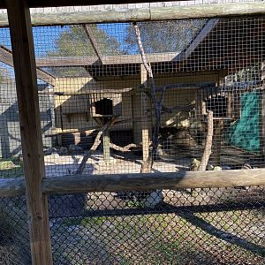 Clouded leopard exhibit