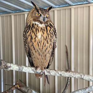 Eurasian eagle owl
