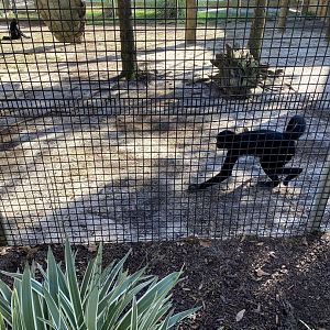 Brown handed spider monkey