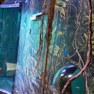 Mural inside Emerald Tree Monitor Exhibit
