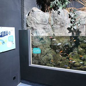 African Cichlid tank