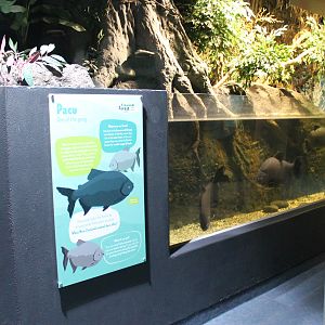 Pacu tank