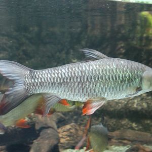 Cigar Shark (Leptobarbus rubripinna)