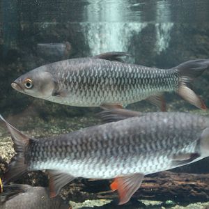 Cigar Sharks (Leptobarbus rubripinna)