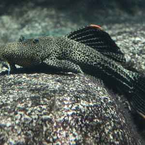 Pseudacanthicus sp.
