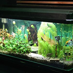 Community tank