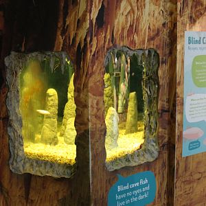 Tank for Blind Cave Tetras [i]Astyanax mexicanus[/i]