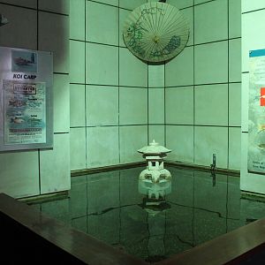 Koi and Grass Carp pool