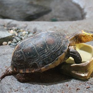 Yellow-margined Box Turtle (Cuora flavomarginata)