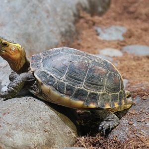 Yellow-margined Box Turtle (Cuora flavomarginata)