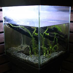 tank for Japanese Fire-bellied Newts (Cynops pyrrhogaster)