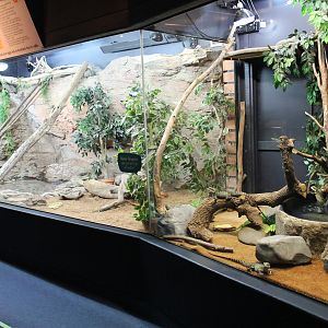 enclosures for Eastern Water Dragons (Intellagama lesueurii)
