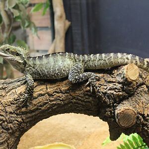 Eastern Water Dragon (Intellagama lesueurii)