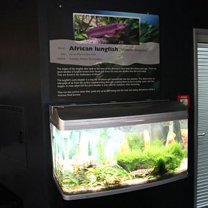 tank for Banded Bichirs (Polypterus delhezi)
