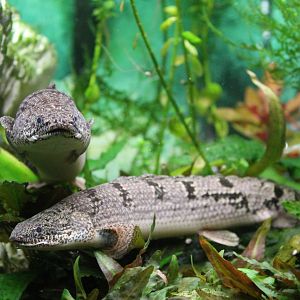 Banded Bichirs (Polypterus delhezi)