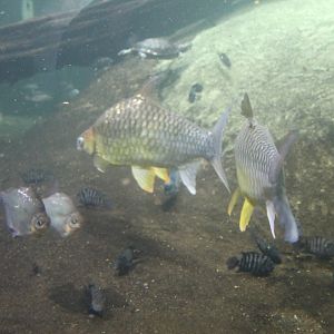 Tinfoil Barbs (Barbonymus schwanenfeldii)