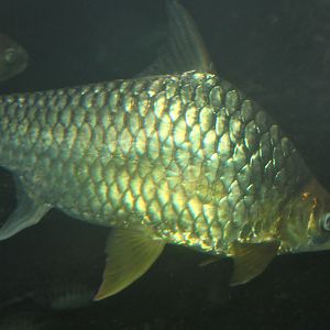 Tinfoil Barb (Barbonymus schwanenfeldii)